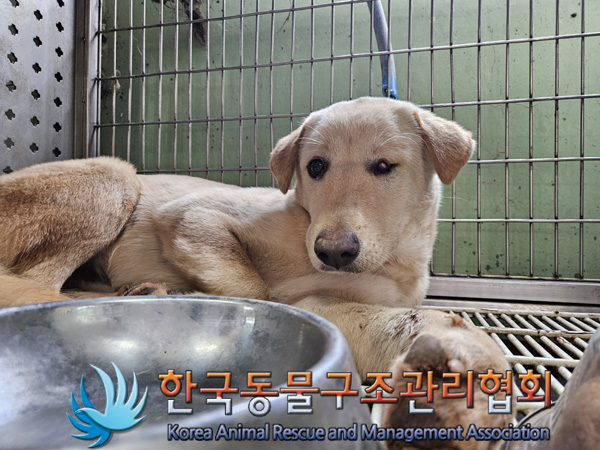 한국동물구조관리협회_441409202401719